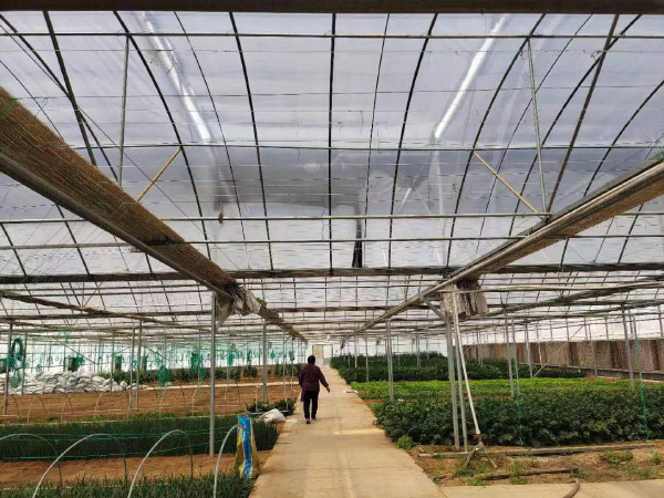 邹东蔬菜基地