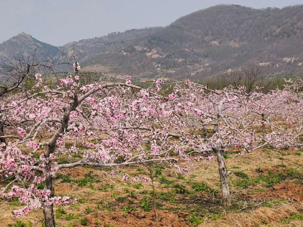 邹东蔬菜基地