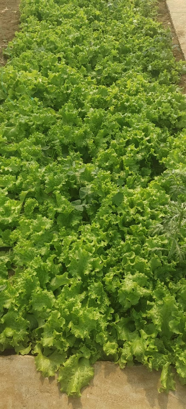 邹东蔬菜基地