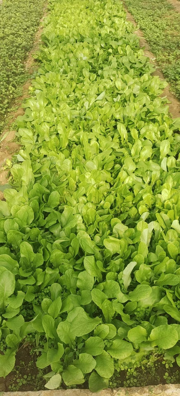 邹东蔬菜基地