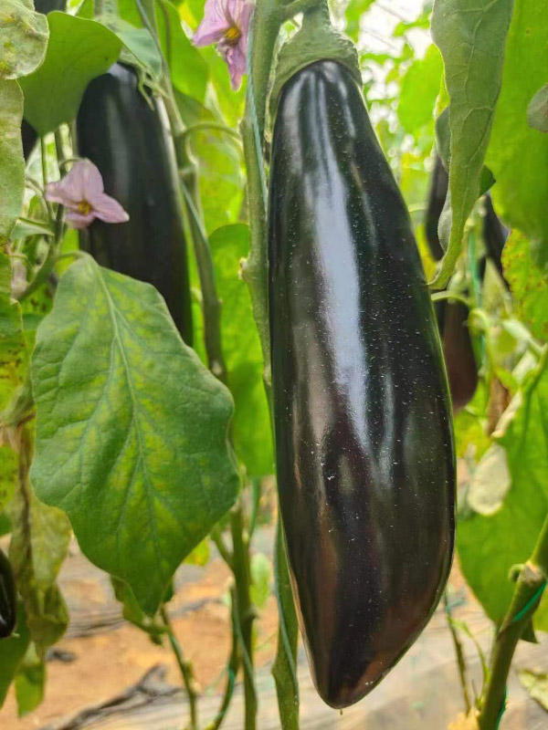 邹东蔬菜基地