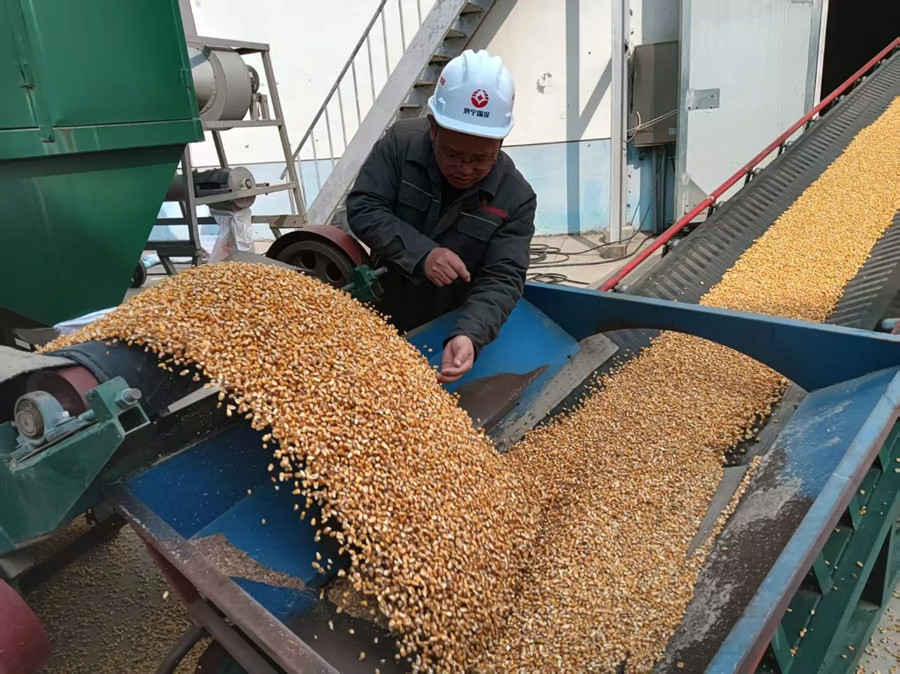 购销公司地方储备粮品种串换工作正式启动