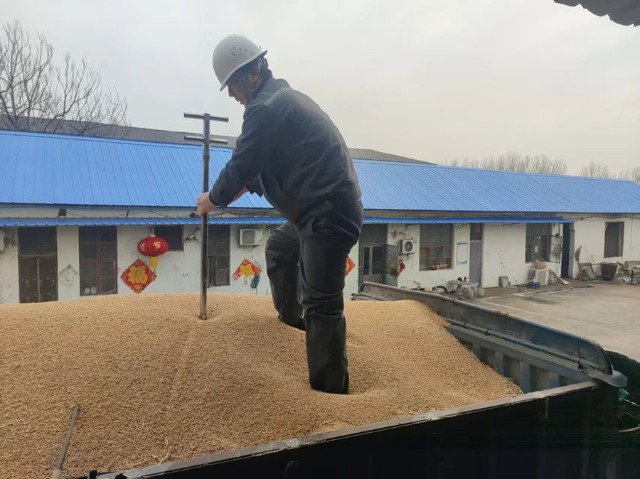 惠丰集团开展2025年首轮贸易粮小麦收储业务