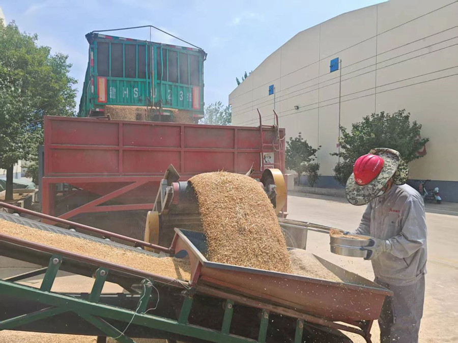 筑牢粮食安全基石 第二粮库圆满完成夏粮收购轮换任务